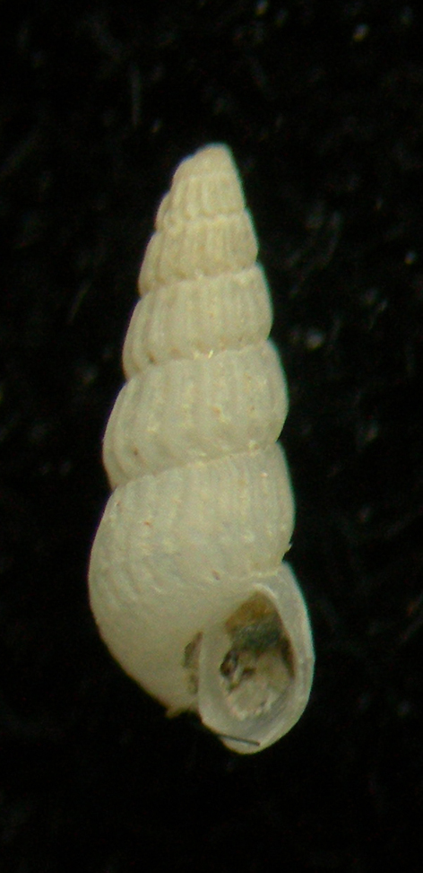 chrysallida